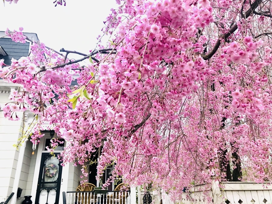 IMG_7039.jpg?type=w966