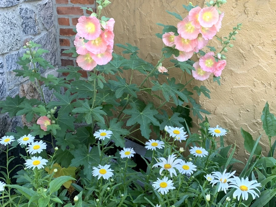 IMG_5250.jpg?type=w966