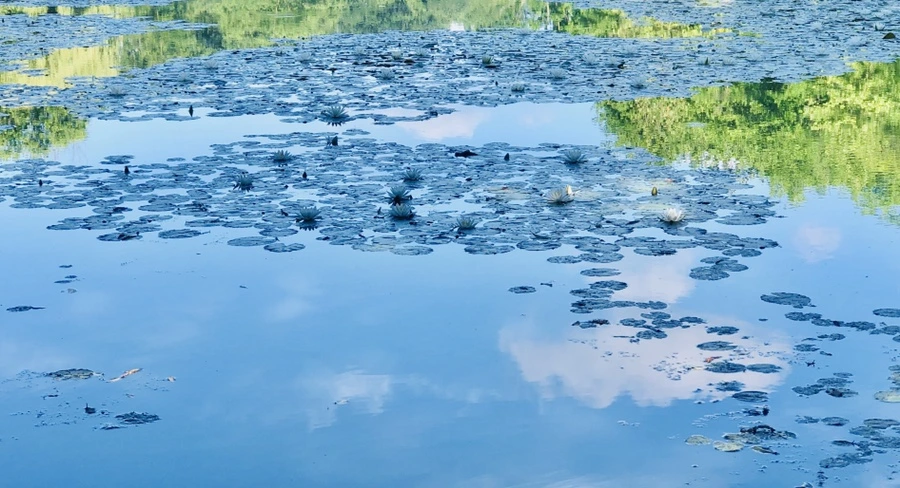 IMG_9850.jpg?type=w966