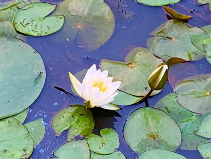 IMG_8267.jpg?type=w966