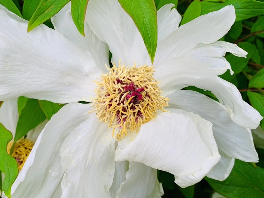 IMG_8963.jpg?type=w966