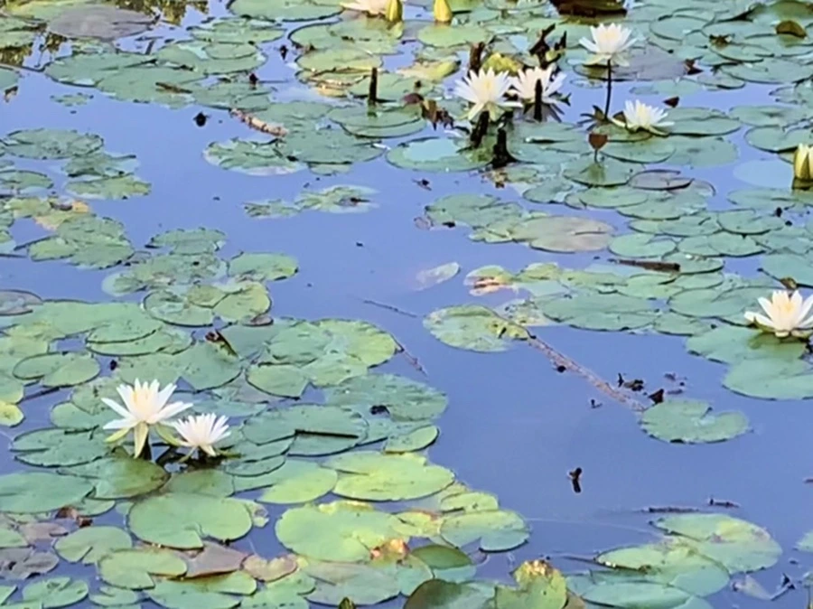 IMG_6551.jpg?type=w966