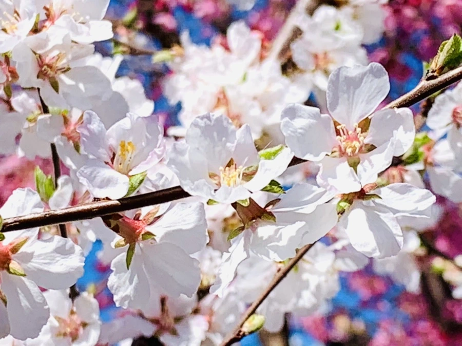 IMG_8053.jpg?type=w966