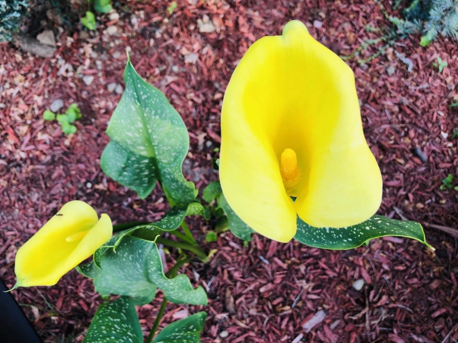 IMG_1158.jpg?type=w966