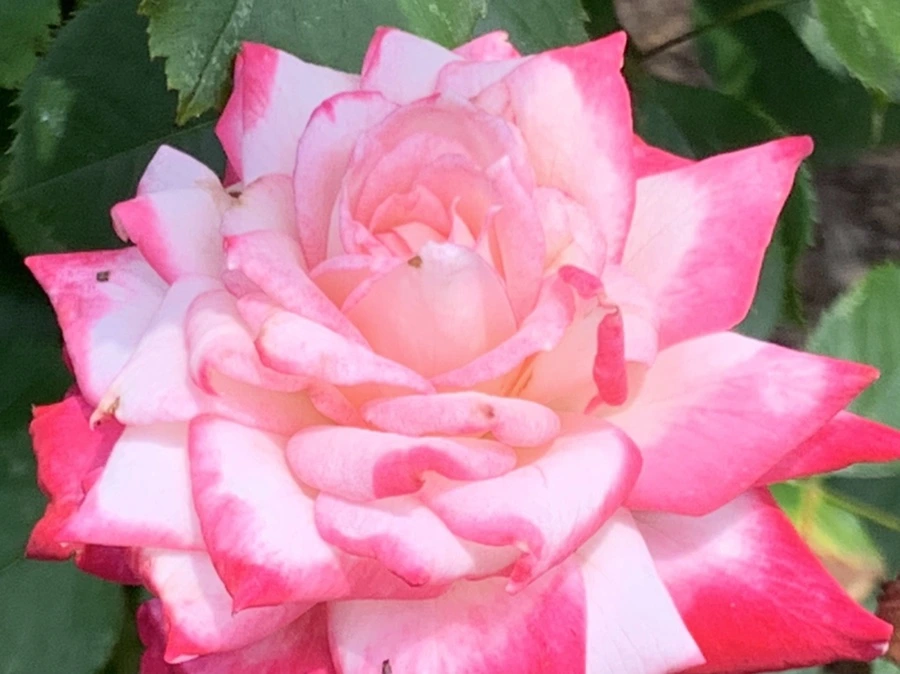 IMG_5461.jpg?type=w966