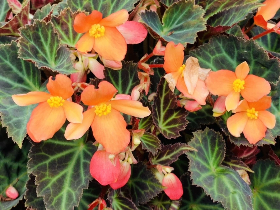 IMG_9447.jpg?type=w966