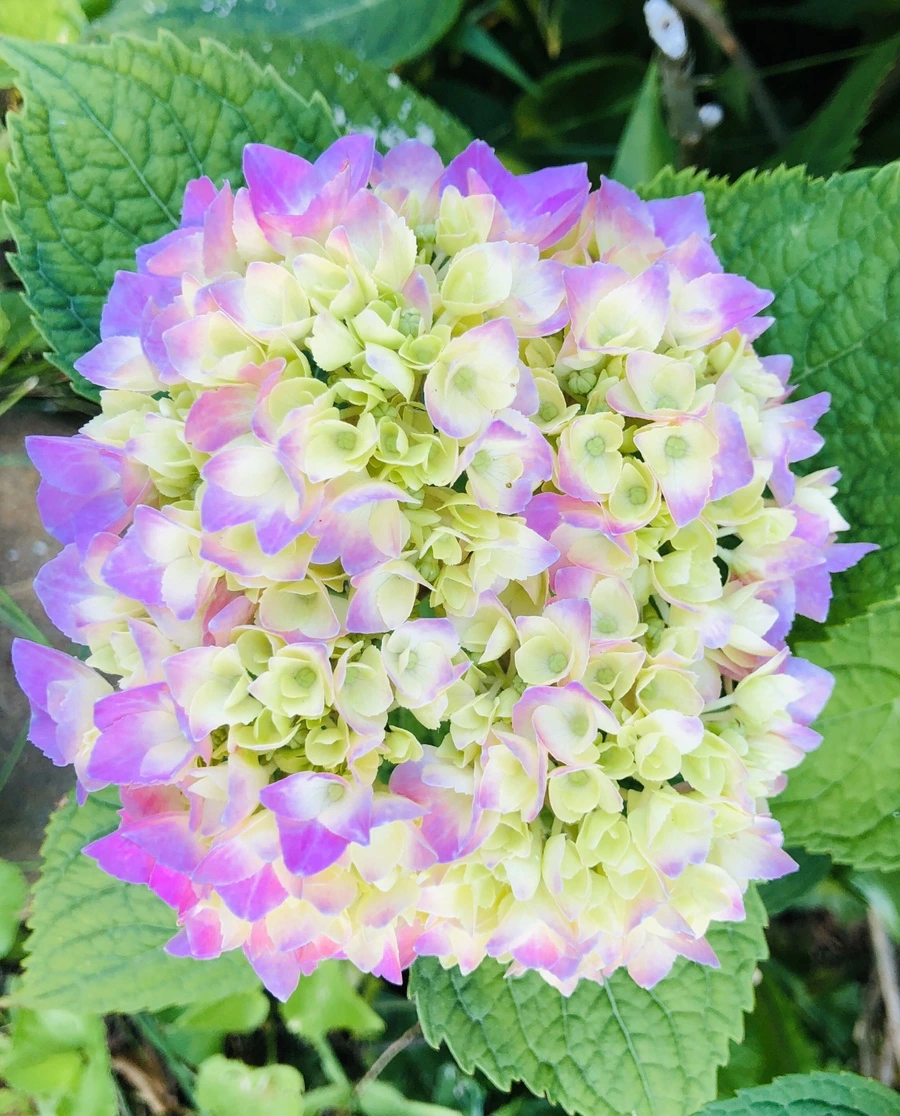 IMG_8579.jpg?type=w966