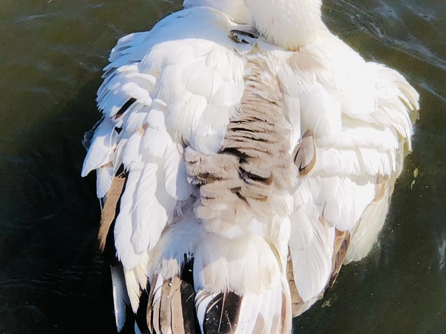 IMG_5334.jpg?type=w966