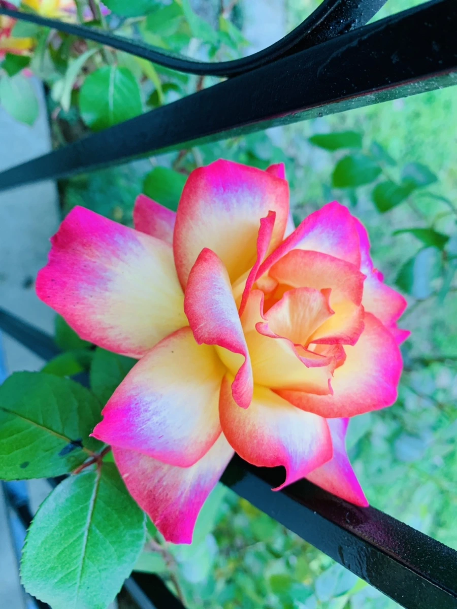 IMG_3497.jpg?type=w966