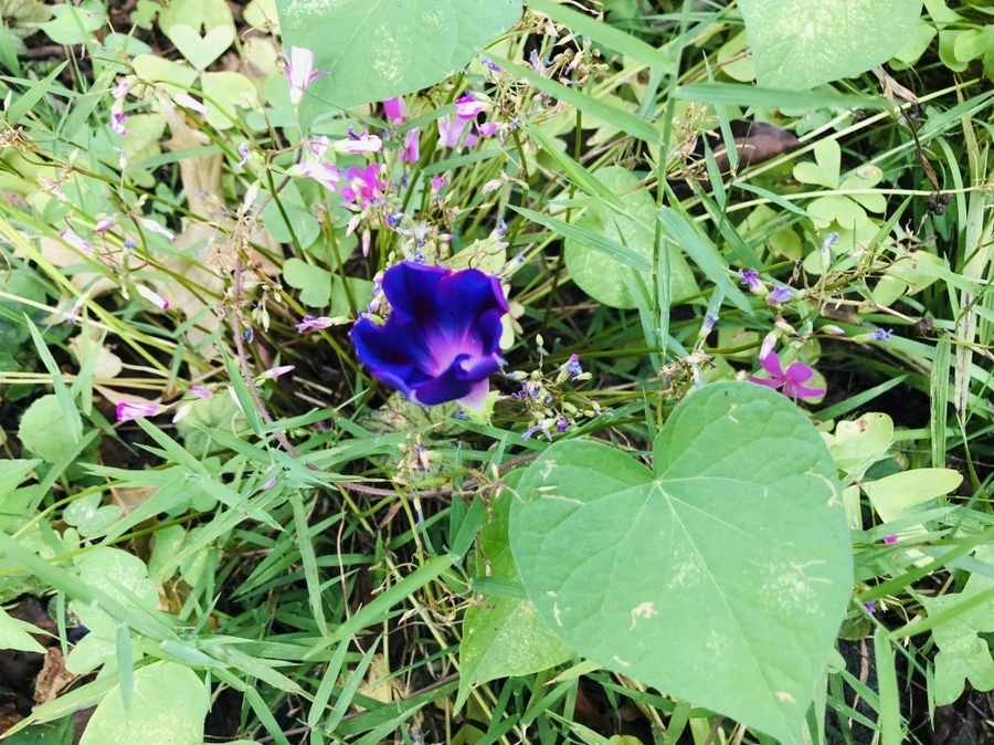 IMG_3999.jpg?type=w966