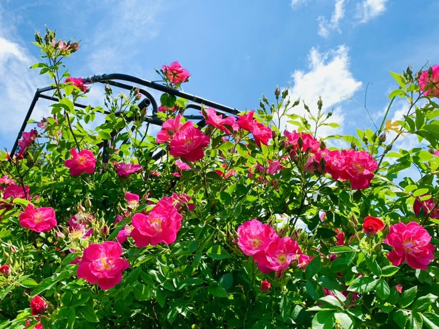 IMG_5865.jpg?type=w966