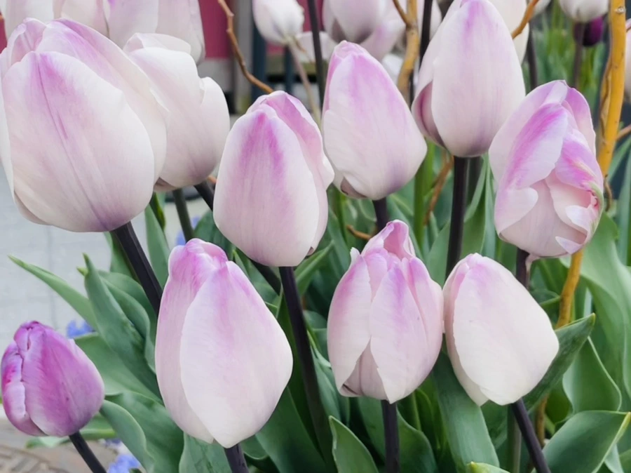 IMG_1291.jpg?type=w966