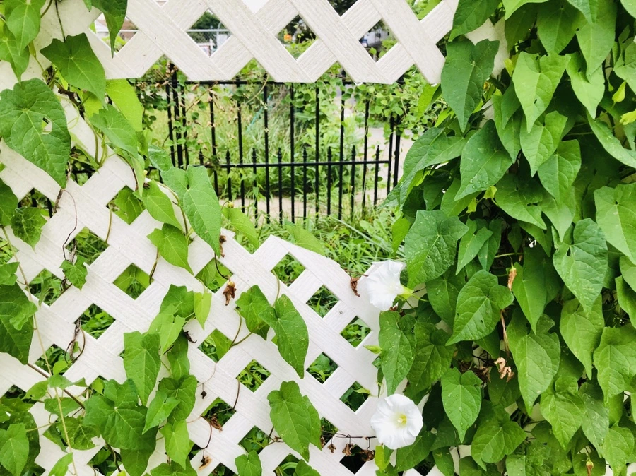 IMG_4321.jpg?type=w966