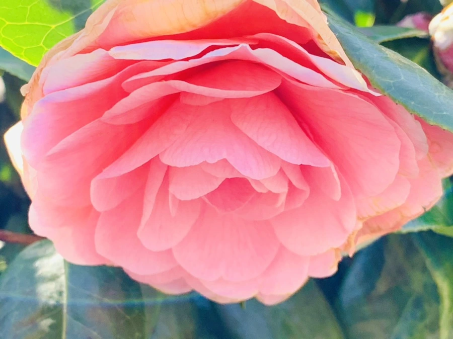 IMG_7826.jpg?type=w966