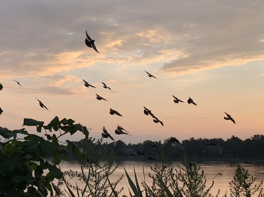 IMG_1241.jpg?type=w966