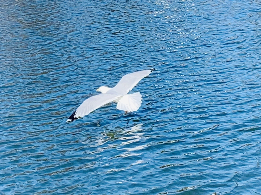 IMG_9299.jpg?type=w966