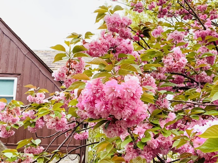 IMG_7160.jpg?type=w966