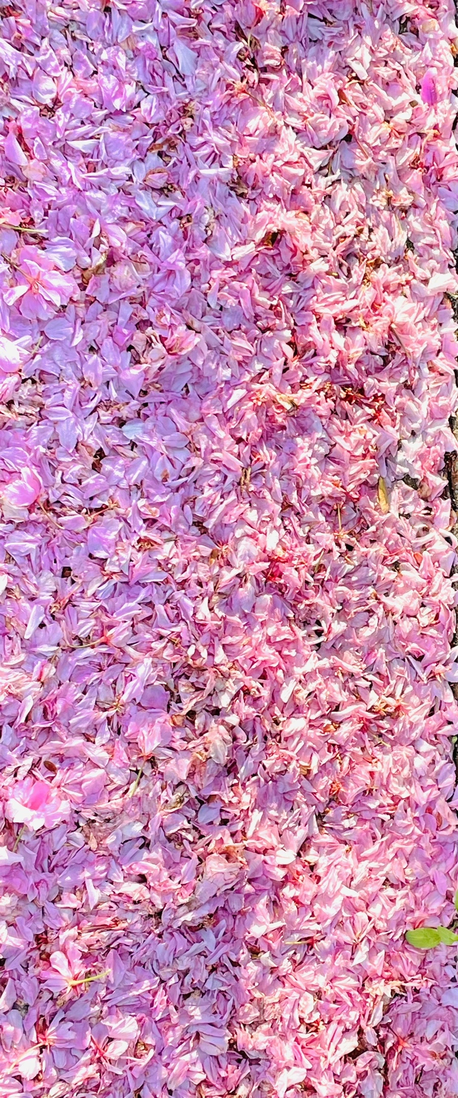 IMG_5890.jpg?type=w966