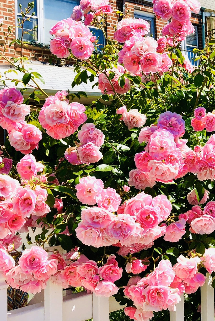 IMG_8535.jpg?type=w966