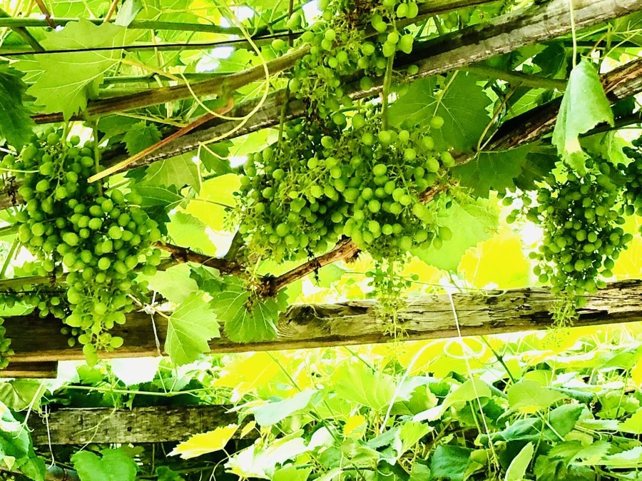 IMG_1149.jpg?type=w966