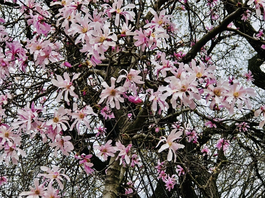 IMG_6534.jpg?type=w966