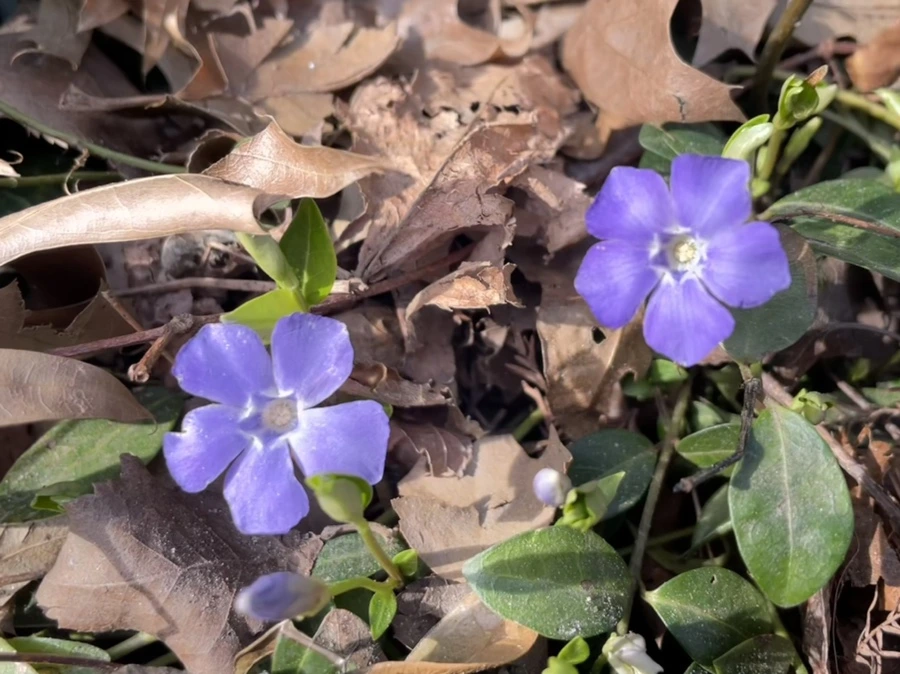 IMG_5387.jpg?type=w966