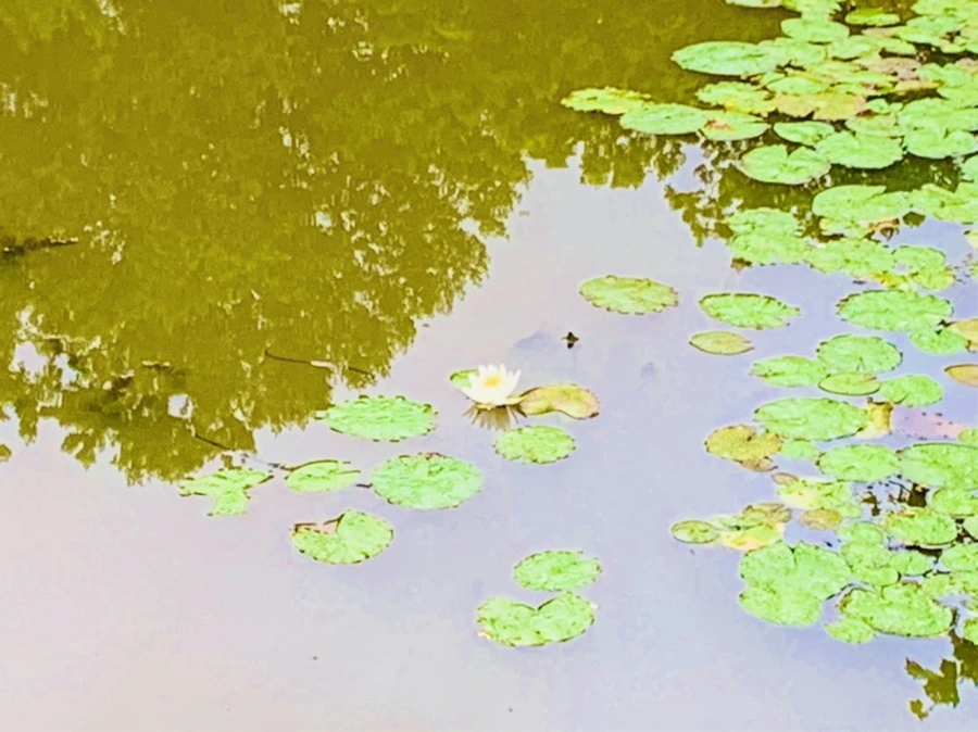 IMG_7827.jpg?type=w966