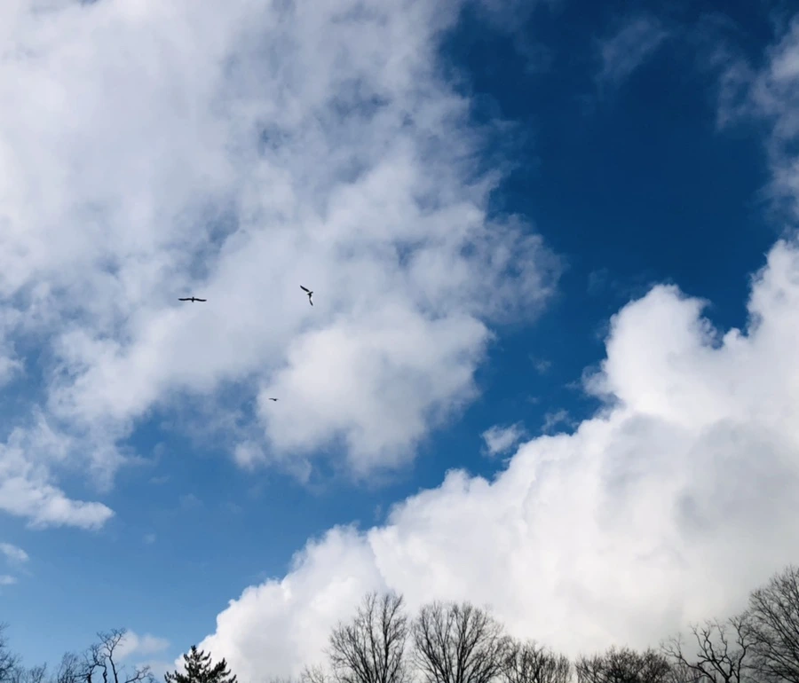 IMG_3505.jpg?type=w966