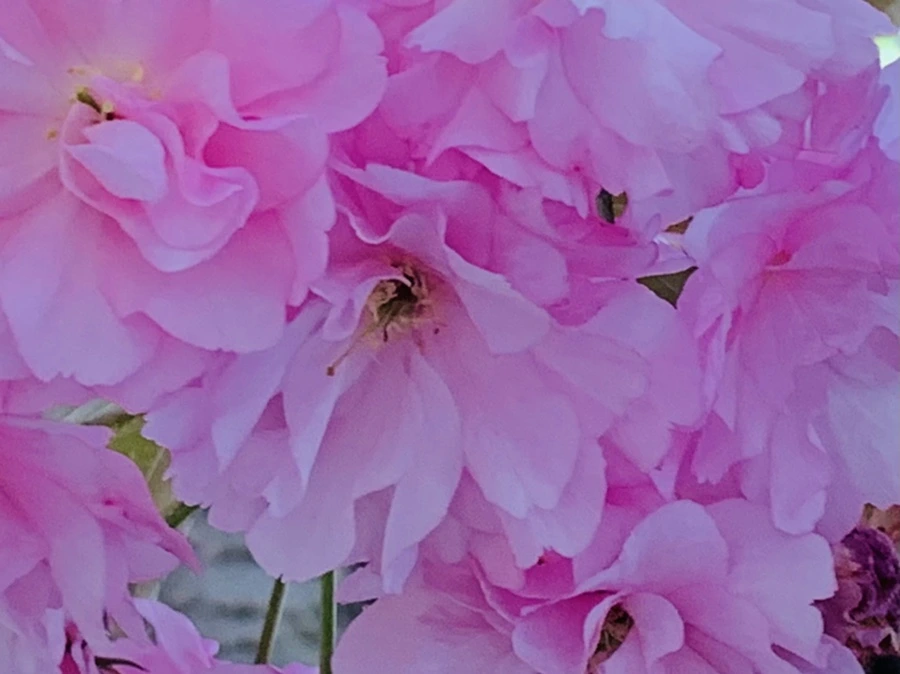 IMG_7389.jpg?type=w966