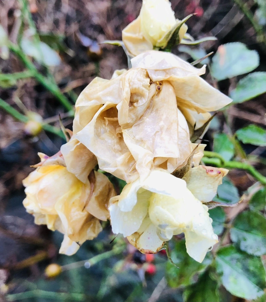 IMG_8067.jpg?type=w966