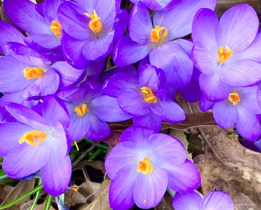 IMG_1231.jpg?type=w966