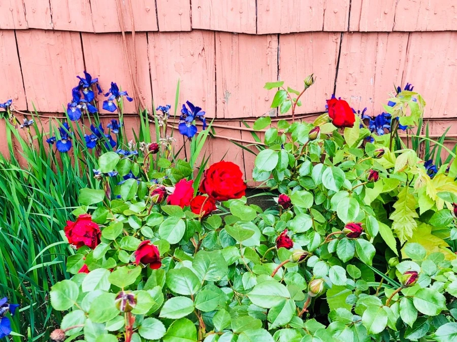 IMG_6143.jpg?type=w966