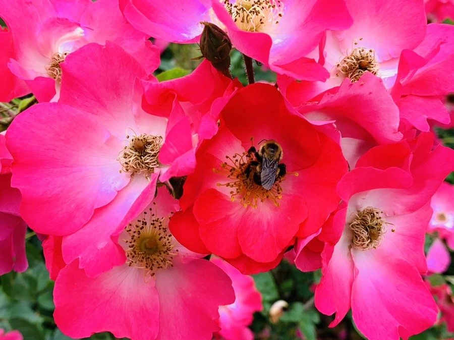 IMG_2921.jpg?type=w966