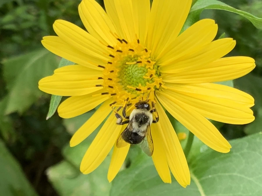 IMG_1093.jpg?type=w966