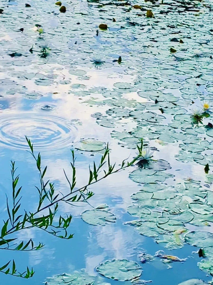 IMG_5849.jpg?type=w966