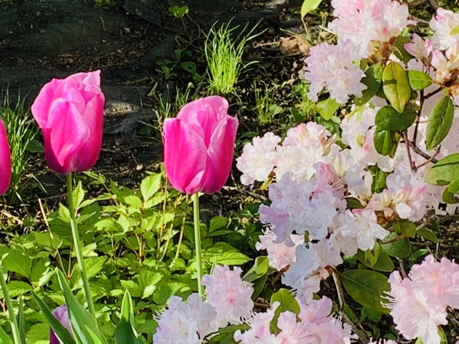 IMG_8188.jpg?type=w966