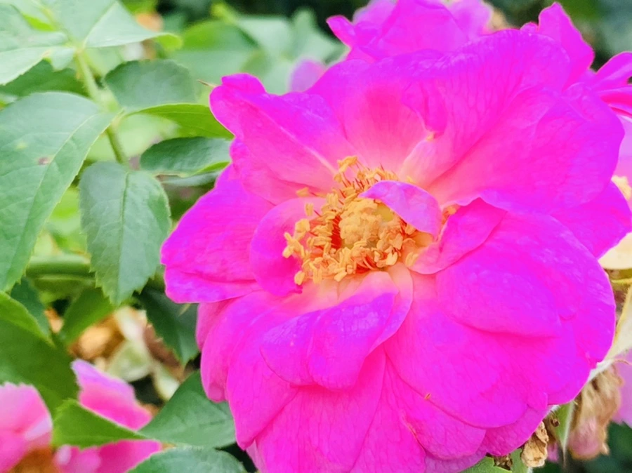 IMG_5030.jpg?type=w966