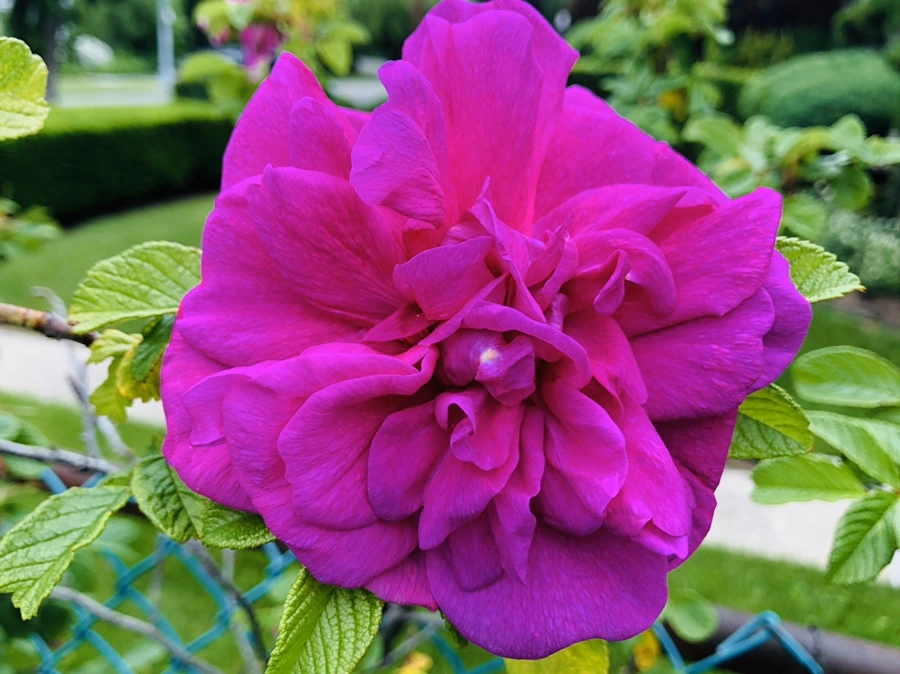 IMG_7549.jpg?type=w966