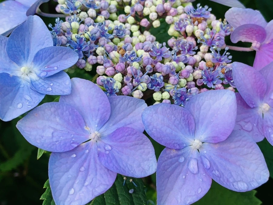 IMG_6014.jpg?type=w966