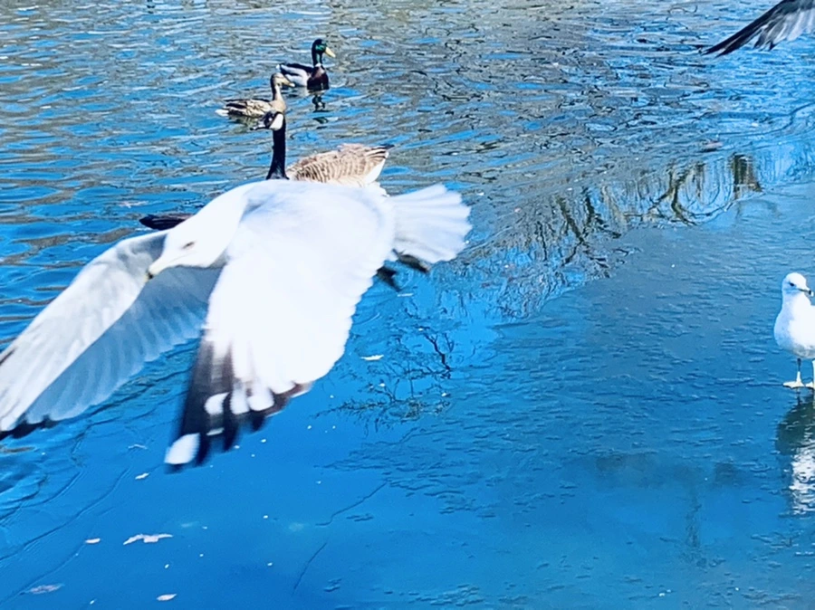 IMG_8276.jpg?type=w966