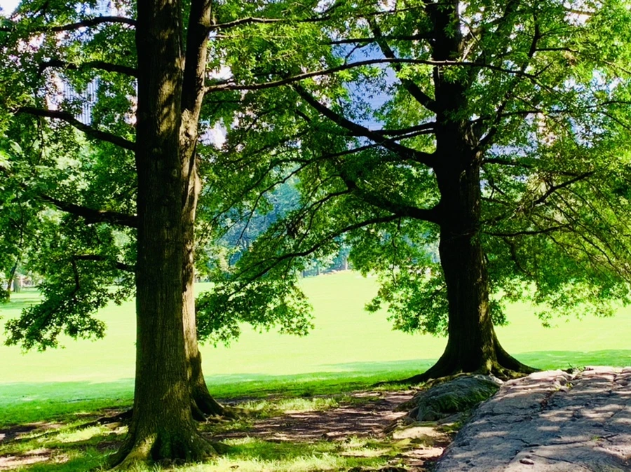 IMG_3406.jpg?type=w966