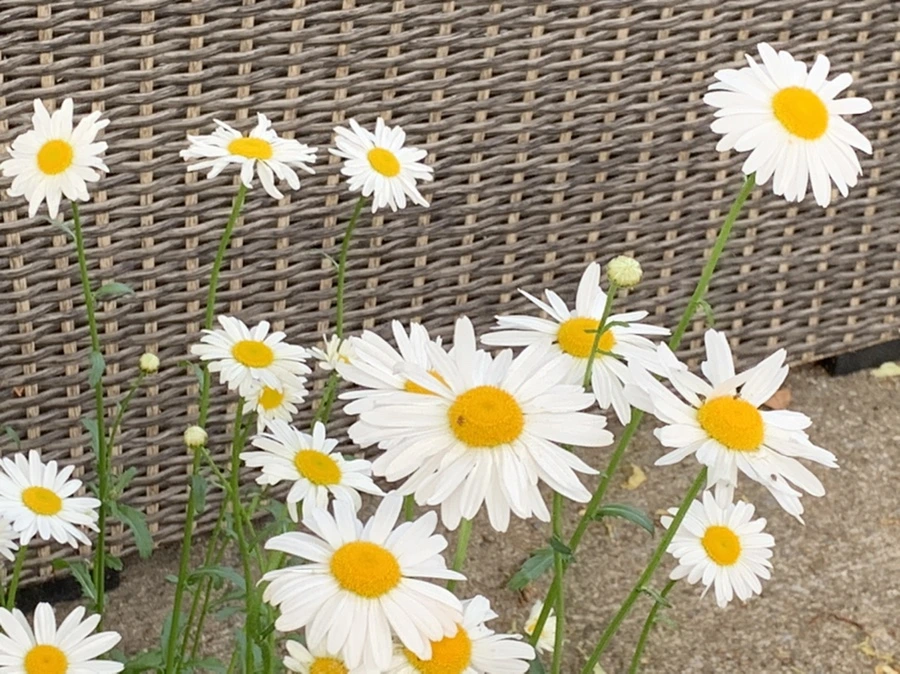 IMG_5519.jpg?type=w966