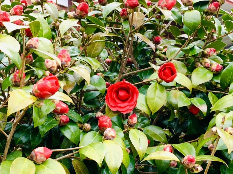 IMG_5920.jpg?type=w966