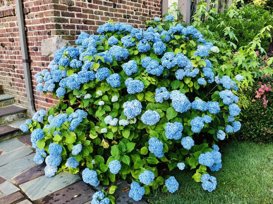 IMG_0561.jpg?type=w966