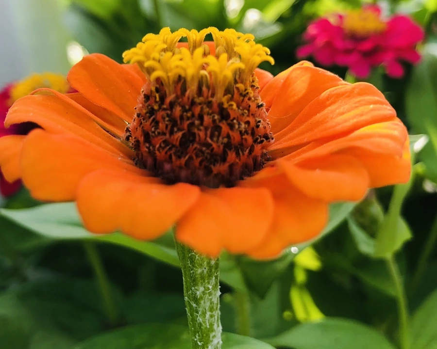 IMG_1786.jpg?type=w966