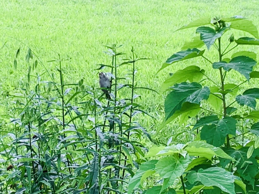 IMG_1020.jpg?type=w966