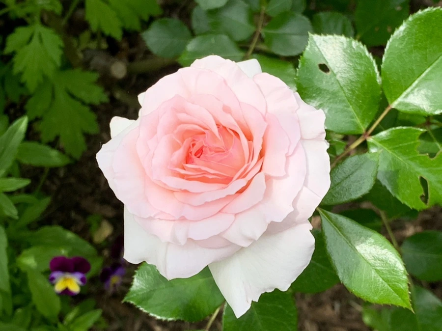 IMG_5742.jpg?type=w966