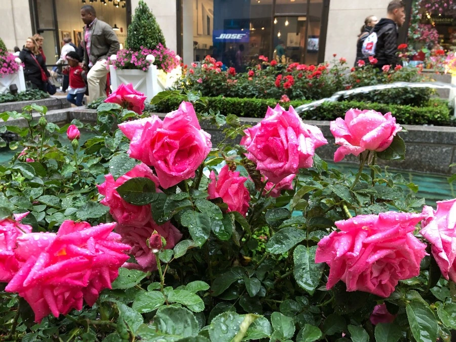 IMG_5789.jpg?type=w966