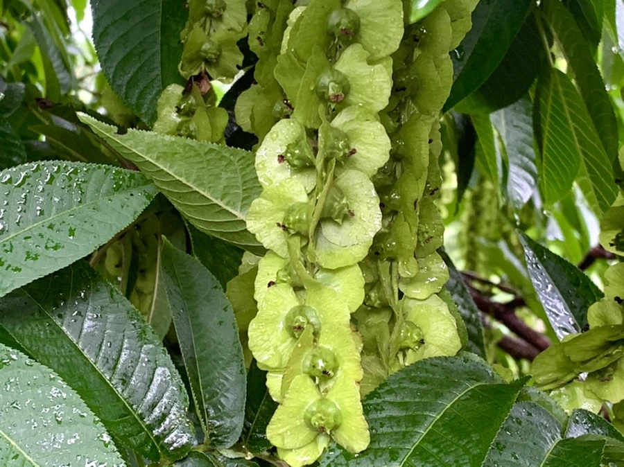 IMG_9562.jpg?type=w966