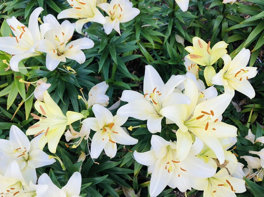 IMG_0911.jpg?type=w966